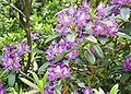 Pontic rhododendron, Strandja milliy bogʻining ramzi