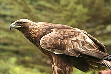 Ein Steinadler im Zoo von San Francisco