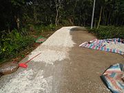 Drying on road to be used for pig and chicken feed