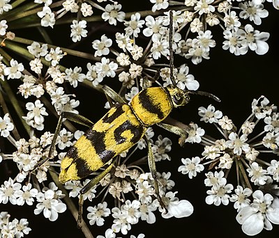 سوسک زنبوری چندرنگ