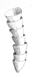 Tekening van de mogelijke trechter-in-trechter structuur van cloudina