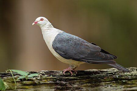 White-headed pigeon