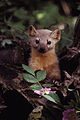 Mustelidae (Martes martes ang nasa larawan)