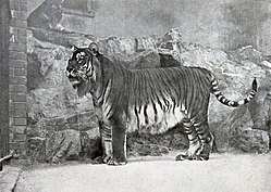 ベルリン動物園のカスピトラ（1899年）