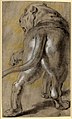 Peter Paul Rubens - Drawing of a lioness, c. 1614-1615