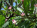 Plumeria sp. rosada a Guadeloupe