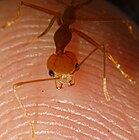 Weaver ant