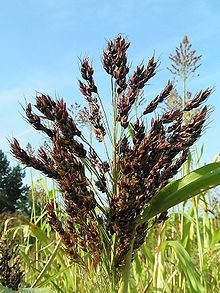 Sorghum bicolor03.jpg