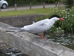 Upes zīriņš (Sterna hirundo)