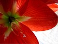 Amaryllis in Blüte