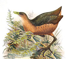 Amaurornis isabellina 1898 changed.jpg