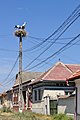 Cicogne in cima a un palo della luce in Romania