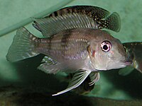 Limnochromini (E): Gnathochromis permaxillaris er ein dyreplanktonetar[57]