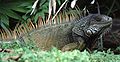 Grüner Leguan in freier Wildbahn (BCI, Panama)