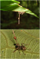 May 14: Ophiocordyceps unilateralis controls behavior of its host ants