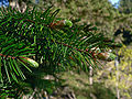 Image 8Pinaceae: needle-like leaves and vegetative buds of Coast Douglas fir (Pseudotsuga menziesii var. menziesii) (from Conifer)