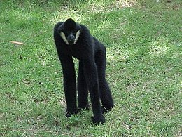 Witwanggibbon M.jpg