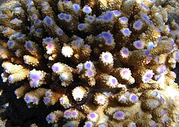 Acropora digitifera à La Réunion