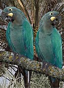 A blue macaw with a pale-blue underside and peach eye-spots