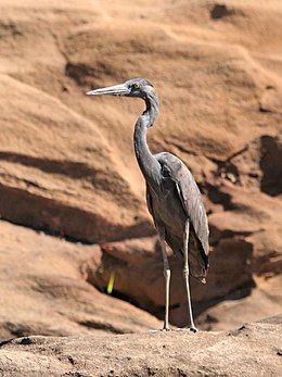 Madagaskarinis garnys (Ardea humbloti)