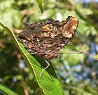 Underside of Indian subspecies