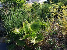 Vegetation over a channelized creek