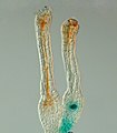 The polycomb gene FIE is expressed (blue) in unfertilised egg cells of the moss P. patens (right) and expression ceases after fertilisation in the developing diploid sporophyte (left). In situ GUS staining of two female sex organs (archegonia) of a transgenic plant expressing a translational fusion of FIE-uidA under control of the native FIE promoter.[24]