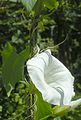 Echte Zaunwinde (Calystegia sepium)