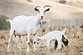 Image 38Goat family with one-week-old kid (from Livestock)