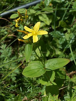 Kalninė jonažolė (Hypericum montanum)