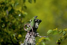 A Lacerta viridis, or European green lizard, atop a tree stump in the Ropotamo reserve