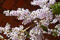 Detalhe da Floração da Tetradenia riparia