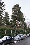 4 Mammutbäume (Sequoiadendron giganteum)