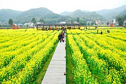 位于花都区的红山村油菜花田