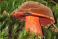 Punktstokket Indigo - rørhat (Boletus erypthropus).