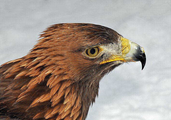 Беркут (Aquila chrysaetos)