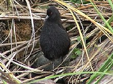 Un petit râle noir debout dans l'herbe de l'île Inaccessible