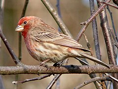 Description de l'image House Finch-27527-2.jpg.