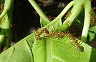 Weaver ant