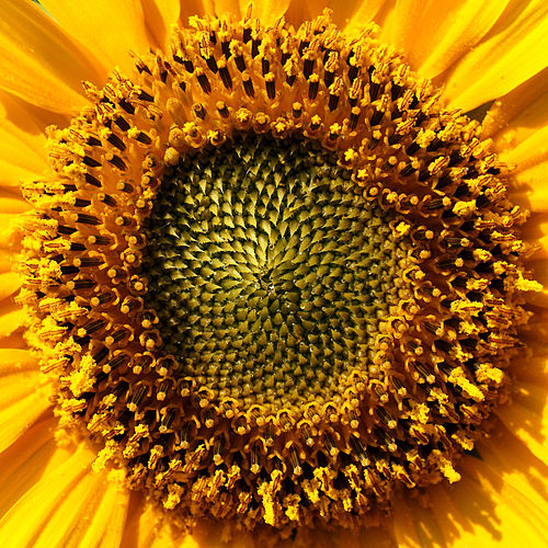 Соцветие подсолнечника однолетнего (Helianthus annuus) с частично распустившимися трубчатыми цветками