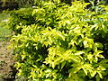 Golden Duranta