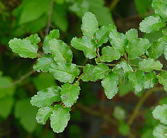 Description de l'image Nothofagus antarctica D.jpg.