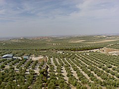 Estepa, en Andalousie (Espagne)