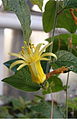 citronverda passifloro (Passiflora citrina)