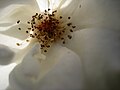 Rose - Gartenblume in Sachsen