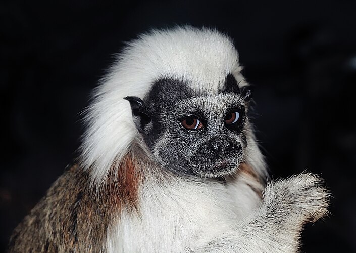 Эдипов тамарин (Saguinus oedipus), представитель тамаринов. Зоопарк Tierpark Bad Pyrmont, Германия