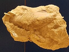 Spécimen d'Inoceramus labiatus, espèce éteinte de mollusques bivalves.