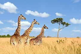 Trois girafes