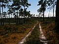 A dirt trail in the park