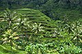 Image 96Rice terraces in Bali (from Tourism in Indonesia)